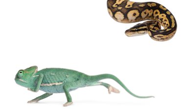 Young veiled chameleon, Chamaeleo calyptratus, running from a Male Pastel calico Royal python, Python regius, 11 months old, in front of white background clipart