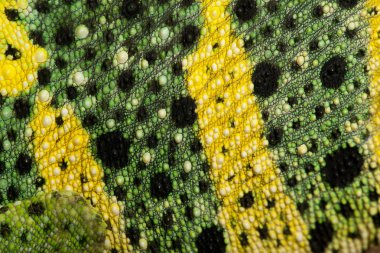 Close-up of Meller's Chameleon skin, Giant One-horned Chameleon, Chamaeleo melleri clipart