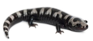 Mermer semender, beyaz arka plan önünde ambystoma opacum