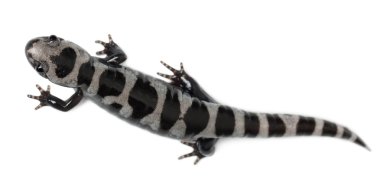 High angle view of Marbled Salamander, Ambystoma opacum, in front of white background clipart