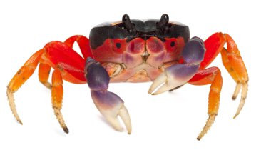 Red land crab, Gecarcinus quadratus, in front of white background clipart