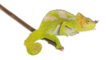 Four-horned Chameleon, Chamaeleo quadricornis, perched on branch in front of white background clipart