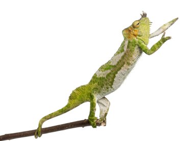 Four-horned Chameleon, Chamaeleo quadricornis, reaching up from branch in front of white background clipart