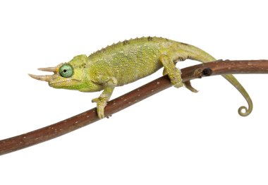 Mt. Meru Jackson's Chameleon, Chamaeleo jacksonii merumontanus, partially shedding and perched on branch in front of white background clipart