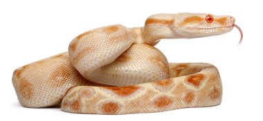 Albinos Boa constrictor, Boa constrictor, 2 months old, in front of white background clipart