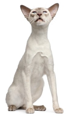 Lilac point Siamese cat, 10 months old, sitting in front of white background clipart