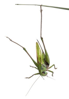 kadın siğil biter, bush-kriket, beyaz arka plan önünde decticus verrucivorus