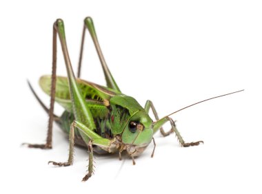Female wart-biter, a bush-cricket, Decticus verrucivorus, in front of white background clipart
