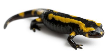 Ateşin semenderi, beyaz arka plan önünde salamandra salamandra