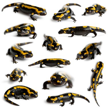 Collection of Fire salamanders, Salamandra salamandra, in front of white background clipart