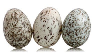 Three House Sparrow eggs, Passer domesticus, in front of white background clipart