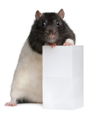 süslü sıçan, 1 yaşında, beyaz arka plan önünde kutusu karşı duran