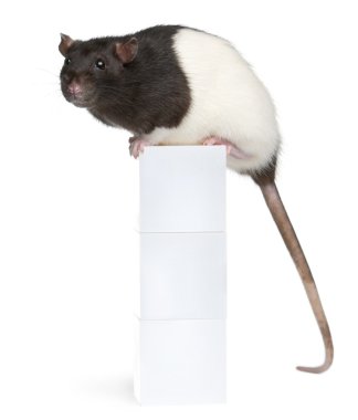süslü sıçan, 1 yaşında, beyaz arka plan önünde, kutu üzerinde oturan