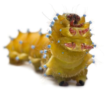 Dev tavuskuşu güve, beyaz arka plan önünde saturnia pyri tırtıl