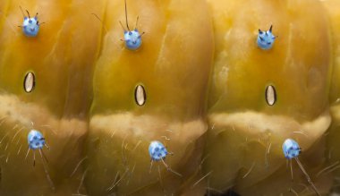 Close-up of Caterpillar of the Giant Peacock Moth, Saturnia pyri clipart