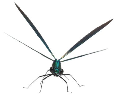 Erkek bantlı demoiselle, Calopteryx ihtişamı, beyaz arkaplan önünde