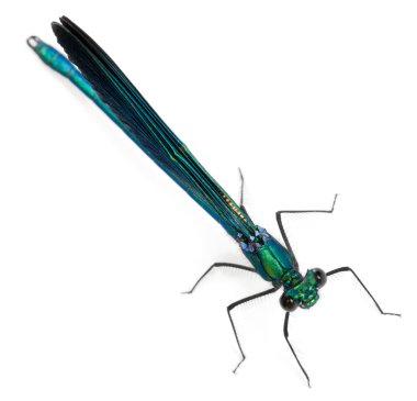 Male Banded Demoiselle, Calopteryx splendens, in front of white background clipart