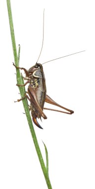 kadın kalkan geri katydid, platycleis tessellata, beyaz arka plan önünde