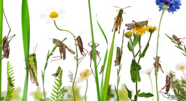 Rural composition of Locust and grasshopper on flowers, grass an clipart