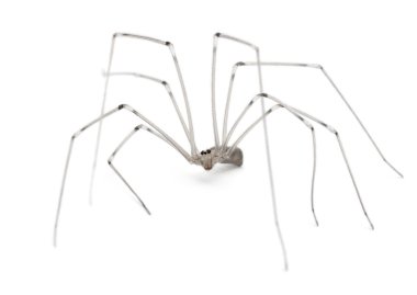 Spider, beyaz arka plan önünde holocnemus pluchei