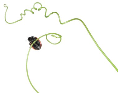Seven-spot ladybird or seven-spot ladybug on Larger Bindweed, Coccinella septempunctata, in front of white background clipart