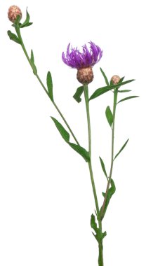 Beyaz arka plan önünde Centaurea çiçek