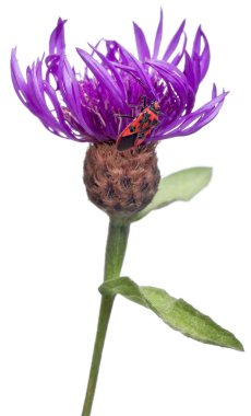 Scentless plant bug, Corizus hyoscyami, on Centaurea in front of white background clipart