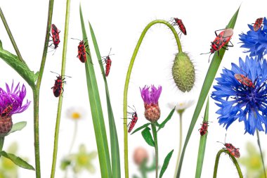 Collage of Scentless plant bugs, Corizus hyoscyami, on flowers, clipart