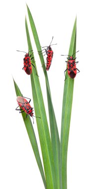 Collage of Scentless plant bugs, Corizus hyoscyami, on leaves in front of white background clipart