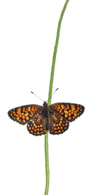 Knapweed Fritillary, Melitaea phoebe, on flower stem in front of white background clipart