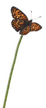 knapweed fritillary, melitaea phoebe, beyaz arka plan önünde çiçek sapı üzerinde