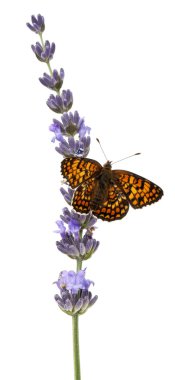 knapweed fritillary, melitaea phoebe, lavanta çiçeği beyaz arka plan önünde üzerinde