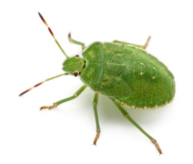 yeşil kalkan böcek, beyaz arka plan önünde palomena prasina