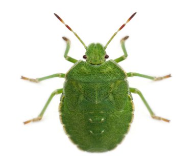 High angle view of a Green shield bug, Palomena prasina, in front of white background