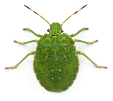 High angle view of a Green shield bug, Palomena prasina, in front of white background