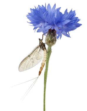 Mayfly, Ephemera danica, on flower in front of white background clipart