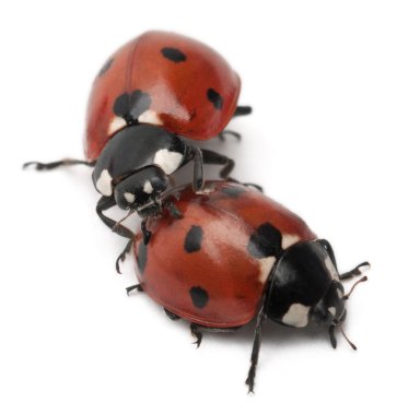 Seven-spot ladybirds, Coccinella septempunctata, in front of white background clipart