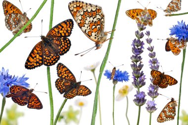 Pastoral composition of Knapweed Fritillary, Melitaea phoebe, on clipart