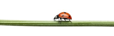 Seven-spot ladybird or seven-spot ladybug, Coccinella septempunctata, on plant stem in front of white background