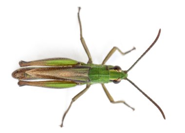 High angle view of cricket in front of white background clipart