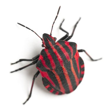 kalkan böcek, beyaz arka plan önünde graphosoma lineatum