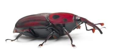 Female Red palm weevil, Rhynchophorus ferrugineus, 3 weeks old, in front of white background