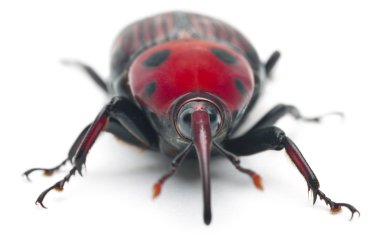 Female Red palm weevil, Rhynchophorus ferrugineus, 3 weeks old, in front of white background