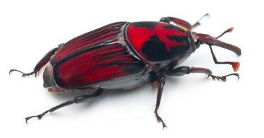 Male Red palm weevil, Rhynchophorus ferrugineus, 3 weeks old, in front of white background clipart