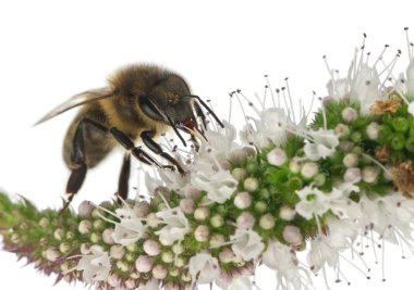 kadın işçi arı, beyaz arka plan önünde tesisi anthophora plumipes