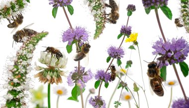 Female worker bees composition, Anthophora plumipes, in front of clipart