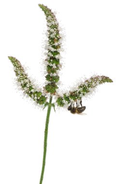 Female worker bee, Anthophora plumipes, on plant in front of white background clipart