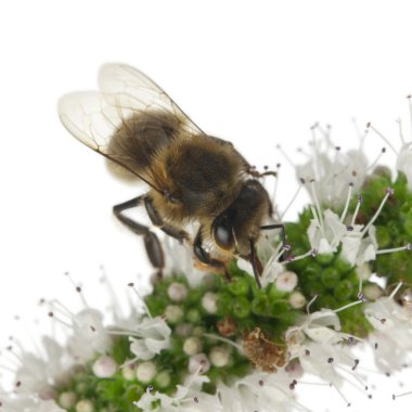 kadın işçi arı, beyaz arka plan önünde tesisi anthophora plumipes