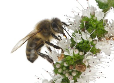 kadın işçi arı, beyaz arka plan önünde tesisi anthophora plumipes