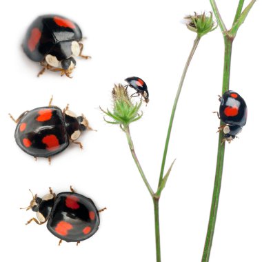 Asian lady beetles, or Japanese ladybug or the Harlequin ladybird, Harmonia axyridis, composition on plants in front of white background clipart